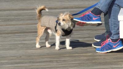 Taking It Slow On The Roads & Equipping Your Dogs In Preparation For Cold & Snow