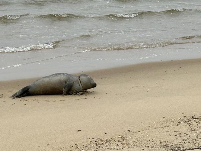 MERR seal found entangled
