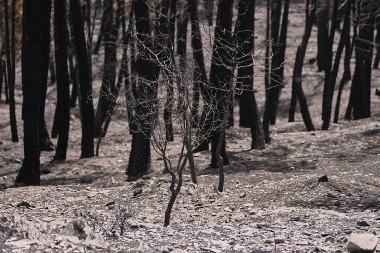 Spain Europe Wildfires