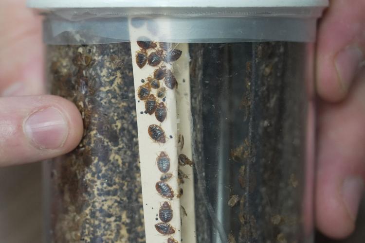 Be Well-Bedbugs