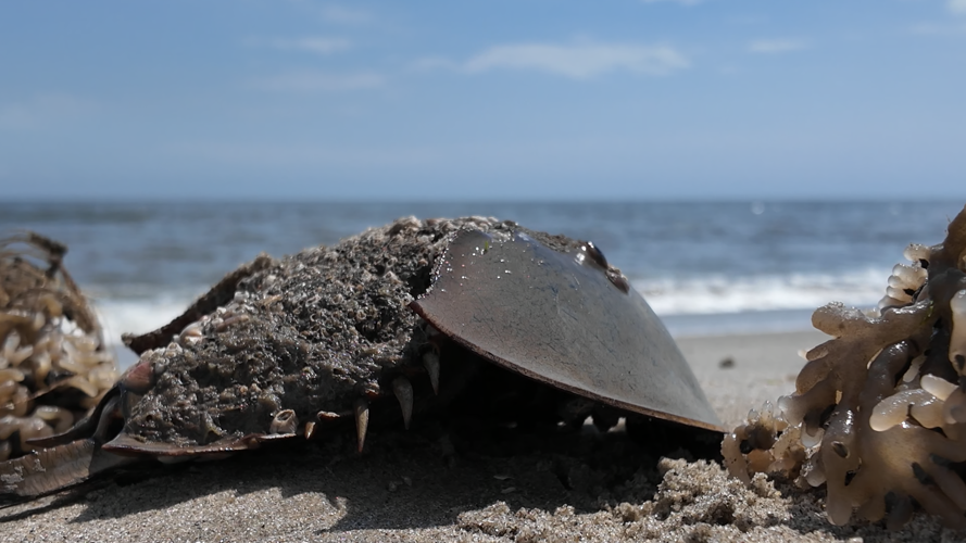 HORSESHOE_CRABS