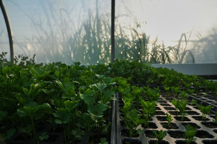 Climate Heat Specialty Crop Farms