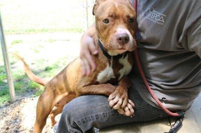 Abandoned Dog now Available for Adoption