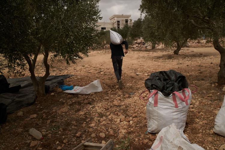 Photos show Israeli settler attacks disrupting the West Bank olive harvest