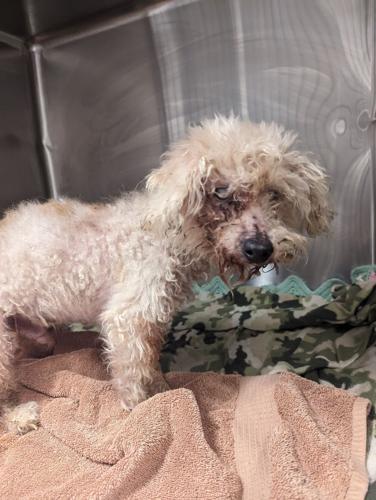 Clyde, one of the original 14 dogs seized on Jan. 8, has died according to the Brandywine Valley SPCA.