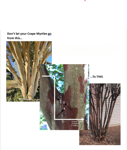 crape myrtle