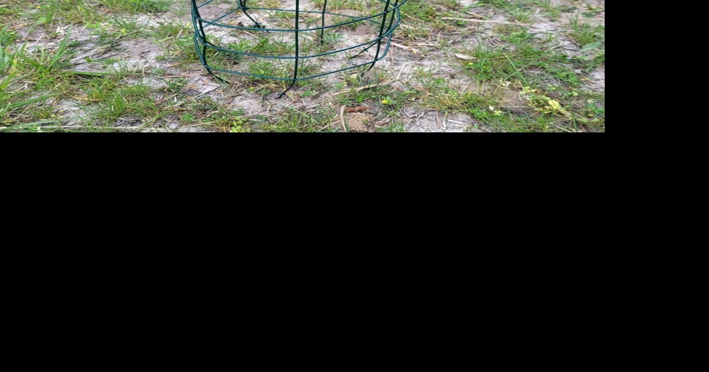 Act fast: Maryland Coastal Bays Program is handing out free turtle nest ...