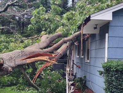 salisbury tree falls