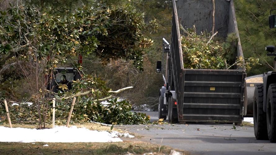 Trucks filled with tree limbs