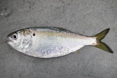 Picture of the Chesapeake Bay menhaden out of water