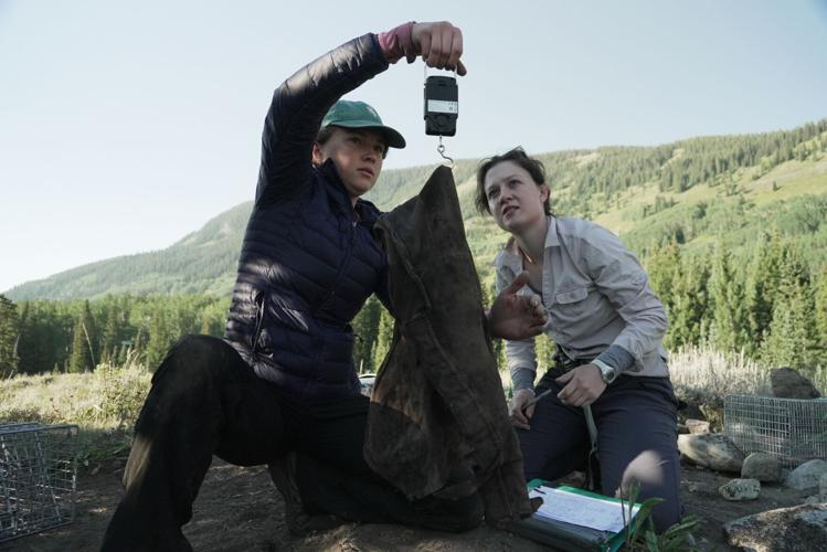 Marmots Climate Research