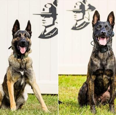 A picture of the two Delaware State Police K9s who will receive the donated vests. Courtesy of Delaware State Police.