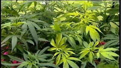 Bill Proposed to Legalize Recreational Marijuana in Delaware