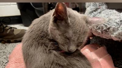 Kitten