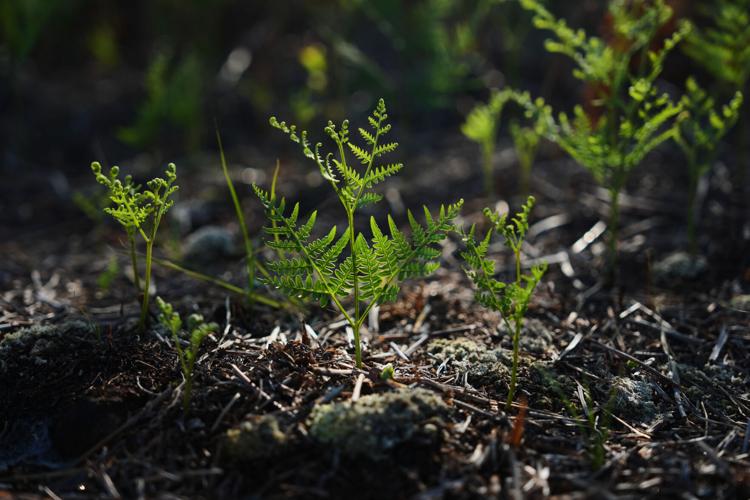 Climate Peatlands Restoration