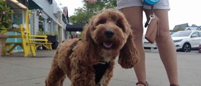 Dog on Boardwalk