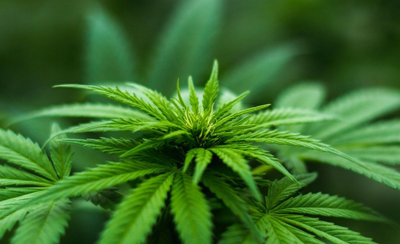 Marijuana plant