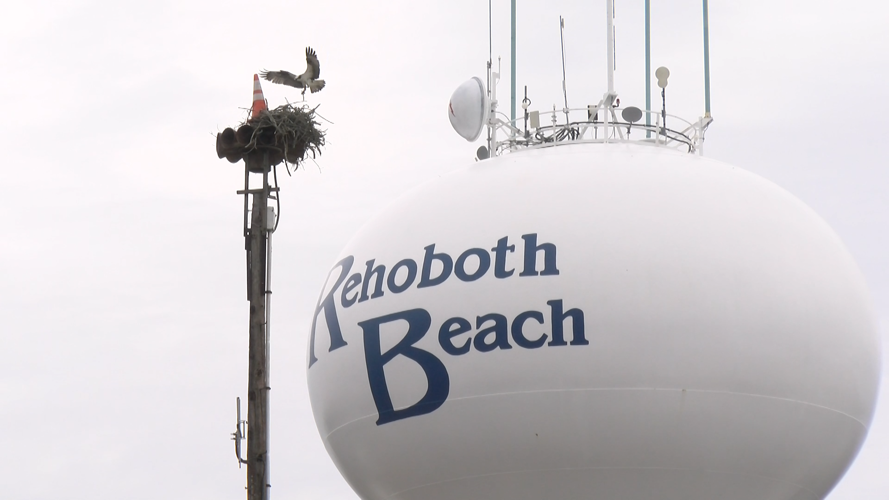 Osprey in Rehoboth Beach