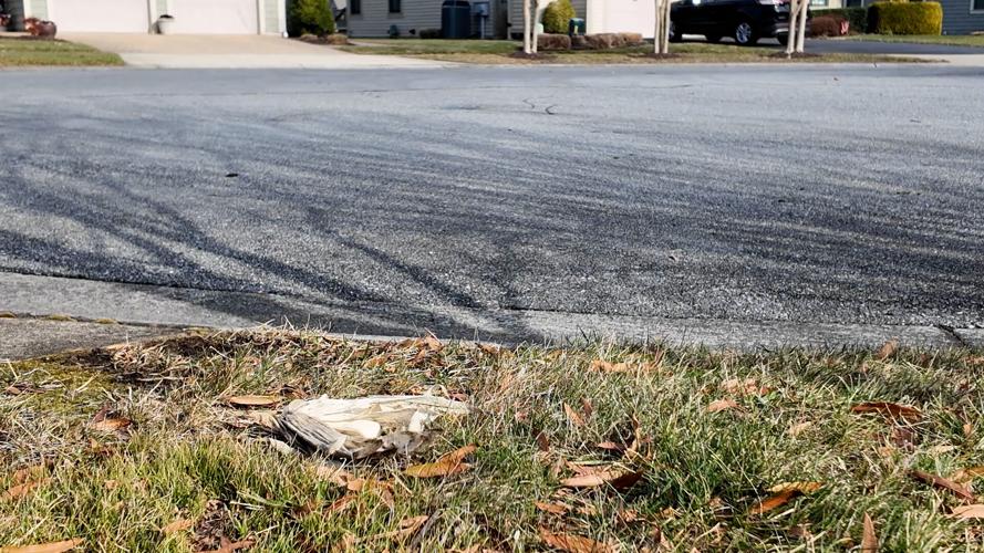 Corn Husk in Neighborhood