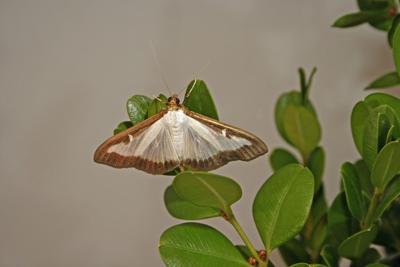 Box Tree Moth