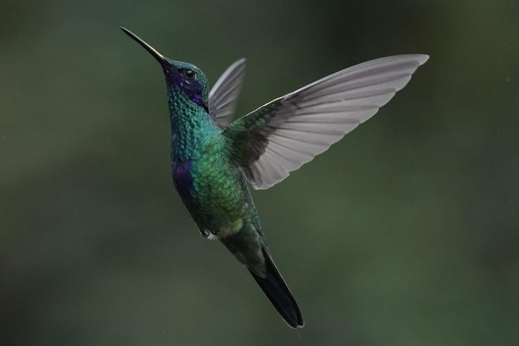 Ecuador Hummingbirds Refuge