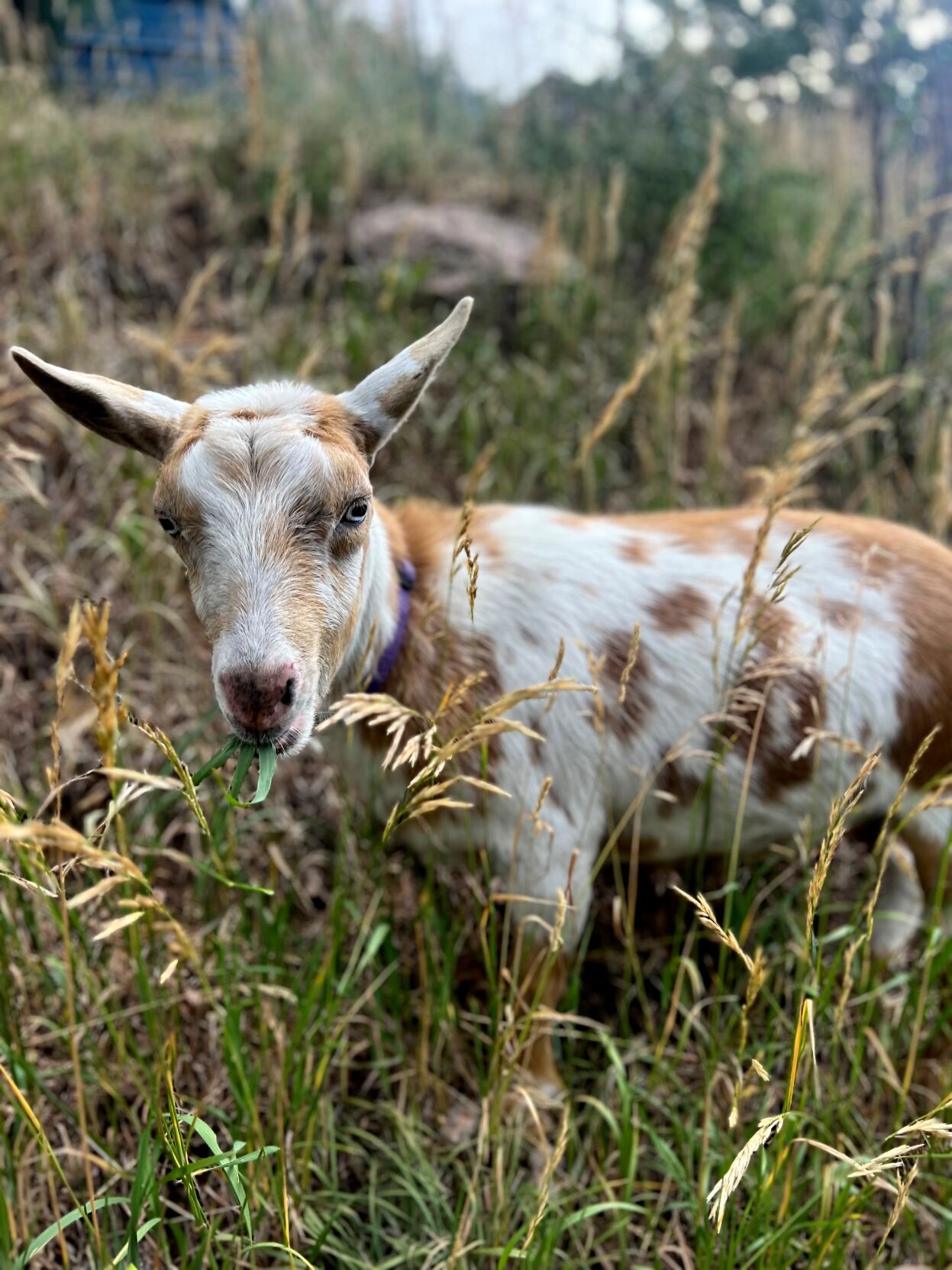 Wildfire Goat