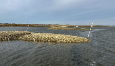 Several oyster reefs located Pasture Point surrounded by bay water.