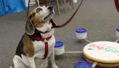 Bed Bugs Infesting Homes and Hotels Across Delmarva