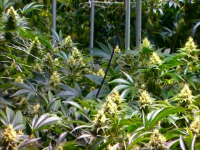 Businesses Consider Changes in Wake of Marijuana Bills