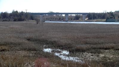 lewes wetland