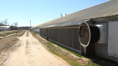 Delmarva Chicken Association Report Shows Production Decrease in 2020 Due to COVID-19 Infections of Workers & Less Demand