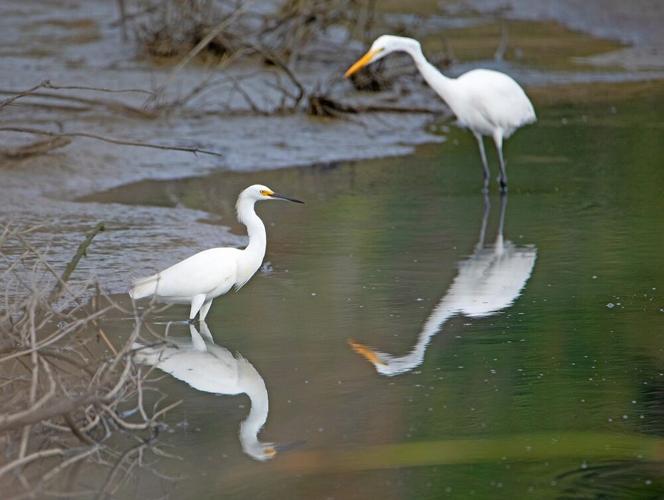 A snowy egret and a great egret standing in the water.