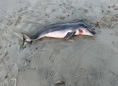 Dead Dolphin