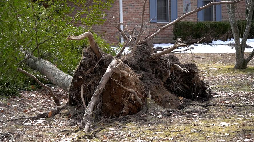Tree uprooted