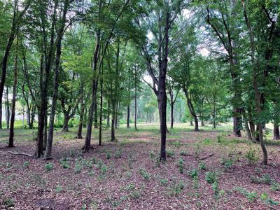 Fourth Street Preserve