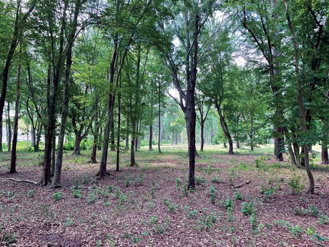 Fourth Street Preserve