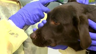 veterinary care