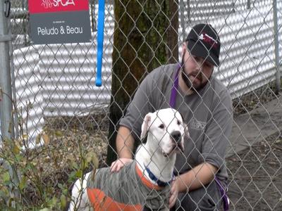 BVSPCA Waives Adoption Fee for Large Dogs