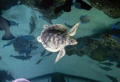 Sea Turtle Kemps Ridley