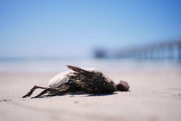 Climate Marine Heat Wave Dead Seabirds