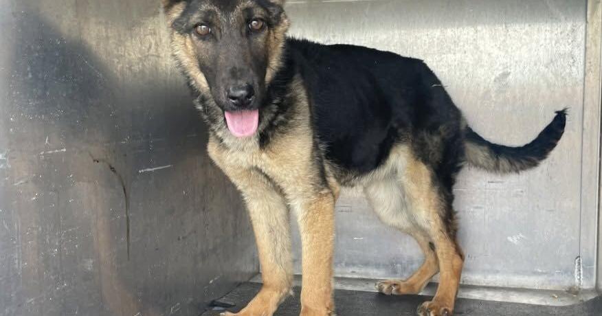 Young German Shepherd creatively rescued from culvert pipe by animal services in Laurel