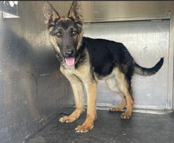 German Shepherd