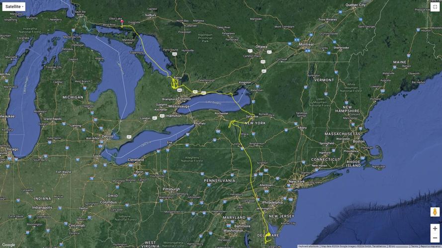 Tundra Swan Migration