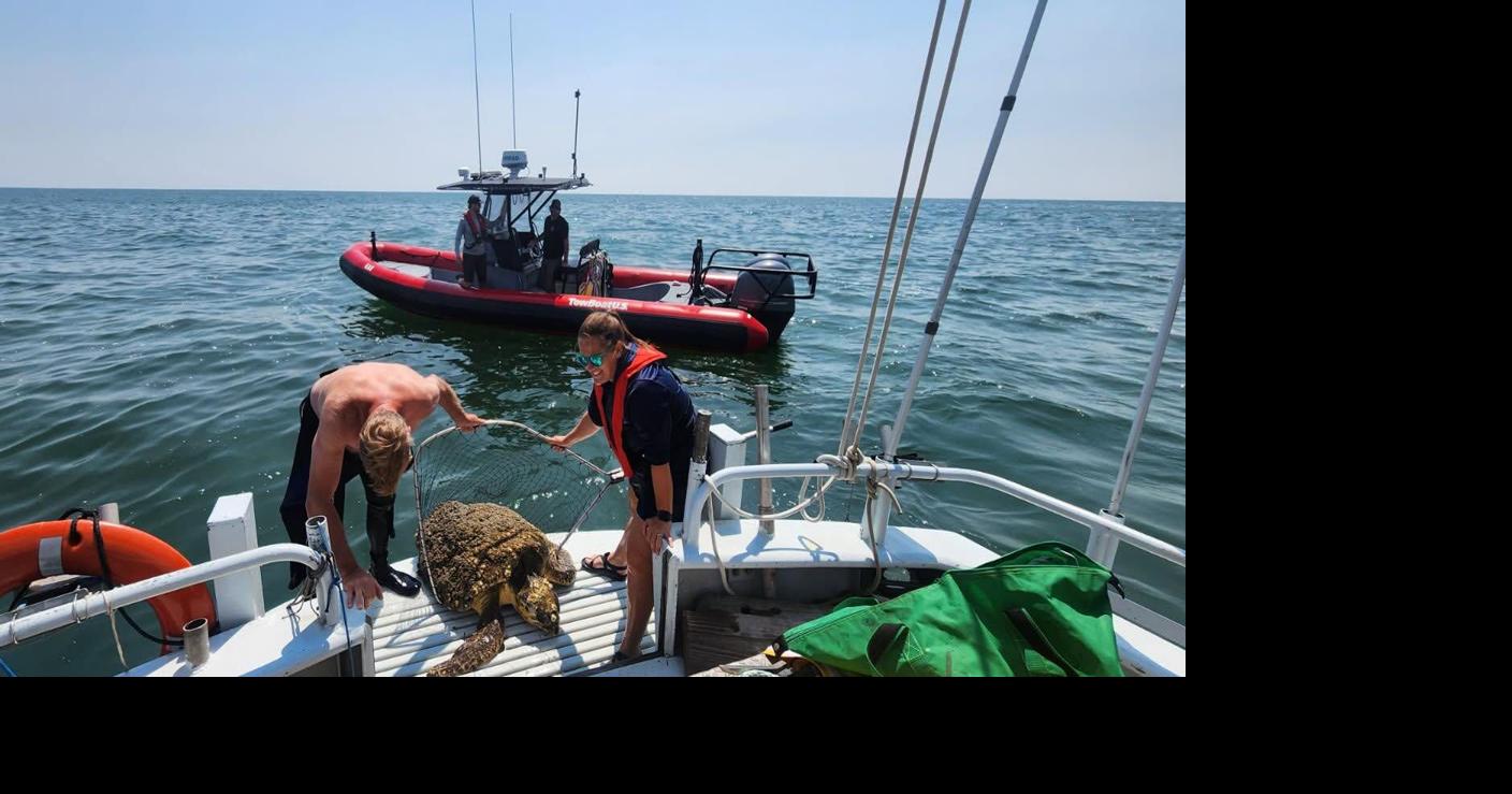 Loggerhead sea turtle rescued in Ocean City News