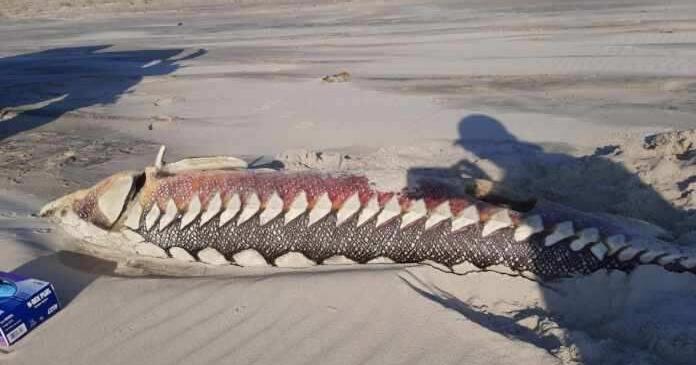 Ancient discovery on Assateague Island News coasttv com