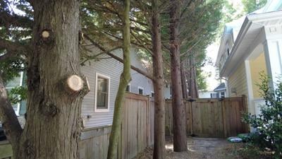 Rehoboth Beach Makes Changes to Tree Code after Years of Discussion