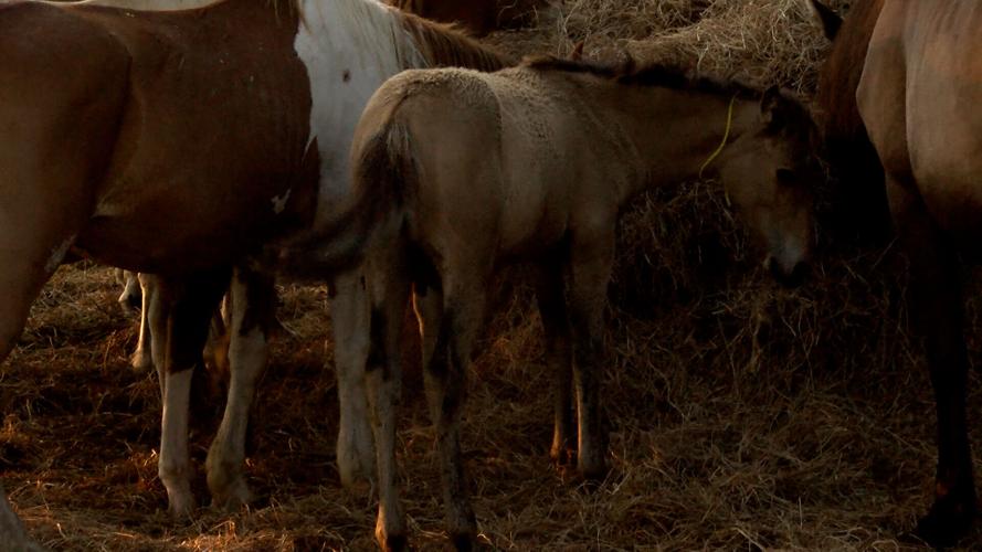 Bucksin colt pony