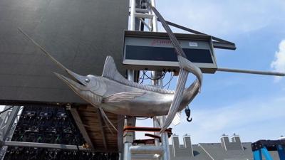 White Marlin