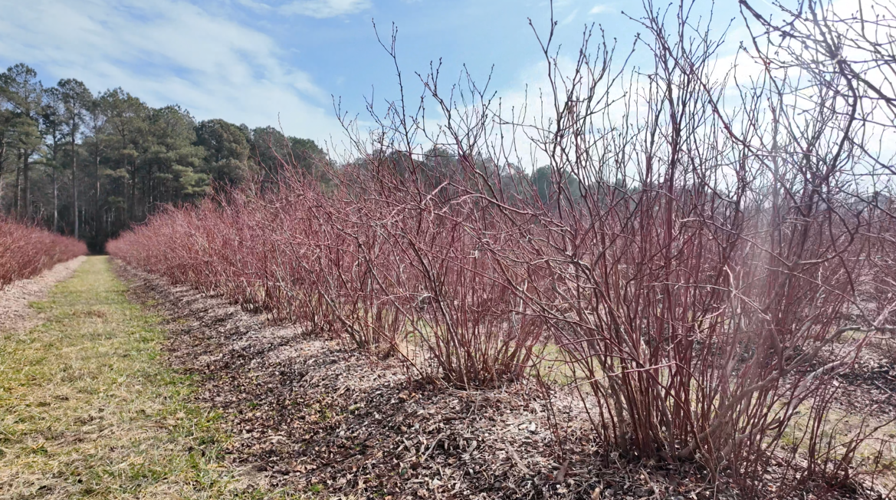 Farmers warn about "false spring" as it can hurt the crops more.