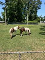 Chincoteague ponies recover from swamp cancer, ready for 2024 Pony Swim